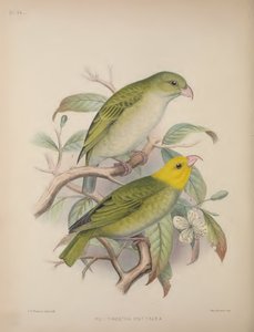 Psittirostra Psittacea, z 