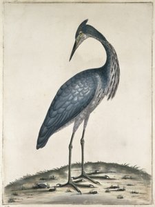 Czapla, 1789 (toaleta i tusz na papierze)