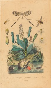 Owady i kwiaty autorstwa French 19th Century
