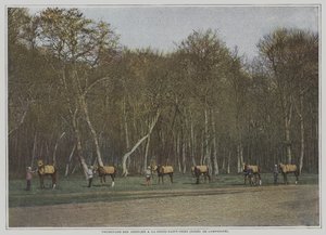 Ćwiczenia na koniach wyścigowych w La Croix-Saint-Ouen w Foret de Compiegne we Francji (kolorowe zdjęcie) autorstwa French Photographer