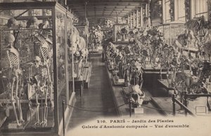 Paryż, Jardin Des Plantes autorstwa French Photographer