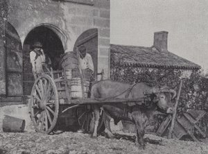 Transport zebranych winogron wózkiem wołowym (zdjęcie czarno-białe) autorstwa French Photographer