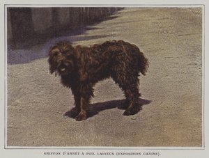 Gryf wełnisty (zdjęcie kolorowe) autorstwa French Photographer