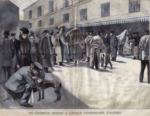 Wielbłąd leczy się w Szkole Weterynaryjnej Maison Alfort (Maison-Alfort). Ilustracja z 1899 roku w „La petite Gironde”. autorstwa French School