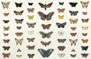 Kolaż motyli i ciem, w tym Camberwell Beauty, British Swallowtail, Scarce Swallowtail, Peacock and Small Tortoiseshell, c.1830 (druk 104967)