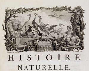 Alegoria historii naturalnej ptaków - w „Historii naturalnej, ogólnej i szczegółowej” Buffona autorstwa French School