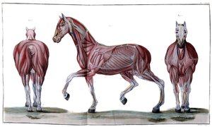 Anatomia konia: skórka, twarz i profil - „Kurs Hippiatryczny, kompletny traktat o medycynie koni” autorstwa P. E Lafosse autorstwa French School