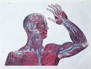 Anatomia ludzkiej głowy i ramienia, z książki o anatomii autorstwa Francesco Antommarchi (1789-1838) rytowanej przez Mascagni, c.1820 autorstwa French School
