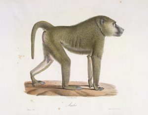 Anubisa. Pawian, z Historii Naturalnej Ssaków (kolor lito) autorstwa French School