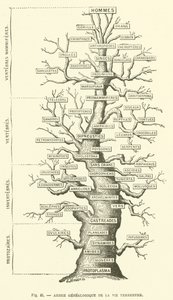 Drzewo genealogiczne życia ziemskiego (rycina) autorstwa French School