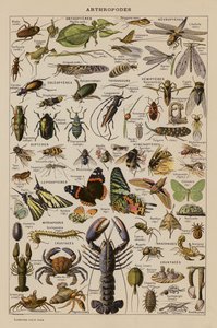 Stawonogi (litografia barwna) autorstwa French School