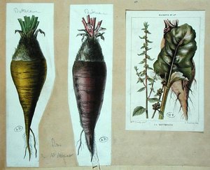 Burak, trzy tablice botaniczne (litografia barwna) autorstwa French School