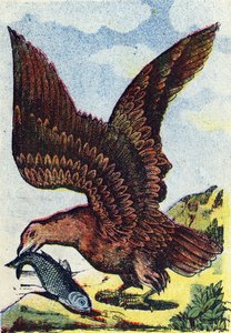 Ptak drapieżny. Rycina w "Alphabet des oiseaux". Obraz Pont-a-Mousson, Marcel i/lub Louis Vagne, drukarz-wydawca, koniec XIX wieku. 16 stron. Wymiary: 20,5 x 14 cm autorstwa French School