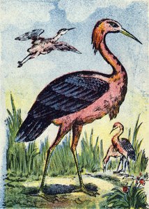 Czapla błękitna: ptak żywiący się robakami i gadami. Żyje w Stanach Zjednoczonych i na Karaibach. Rycina w "Alphabet des oiseaux". Obraz Pont-a-Mousson, Marcel i/lub Louis Vagne, drukarz-wydawca, koniec XIX wieku. 16 stron. Wymiary: 20,5 x 14 cm autorstwa French School