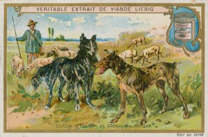 Border Collie i Owczarek autorstwa French School