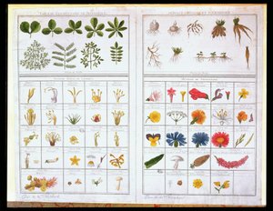 Stół botaniczny według Carla von Linne (1707-78) i według Josepha Pittona de Tournefort (1656-1708), koniec XVIII wieku (kolorystyka) autorstwa French School