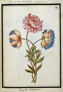 Bukiet zawilców, ok. 1700 autorstwa French School