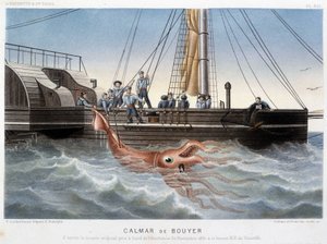 Kałamarnica Bouyer - w „Świat morza” Alfreda Fredola, Hachette, Paryż autorstwa French School