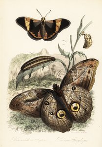 Motyl Brassolis sophorae, poczwarka i gąsienica larwy autorstwa French School