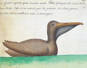 Pelikan brunatny (Pelecanus occidentalis), Wyspy Galapagos, akwarela z dziennika pokładowego Jacquesa Gouina de Beauchesne (1652-1730), kapitan Compagnie Royale de la Mer du Sud, od 1698 do 1701, Francja autorstwa French School