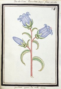 Campanula Trachelium, ok. 1700 (rysunek akwarelowy, oprawiony na czarno) autorstwa French School
