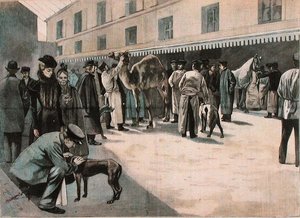 Opieka nad wielbłądem w Ecole Nationale Veterinaire d