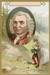 Carl Linnaeus, szwedzki botanik i zoolog autorstwa French School