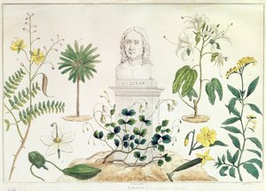 Carolus Linneus (1707-78) w otoczeniu niektórych zaklasyfikowanych przez siebie roślin (kolorystyka) autorstwa French School