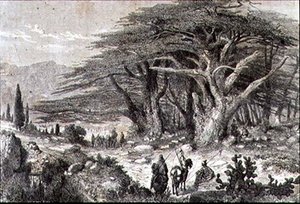 Drzewa cedrowe w Libanie autorstwa French School