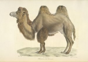 Wielbłąd dwugarbny, wielbłąd dwugarbny, z historii naturalnej ssaków (kolor lito) autorstwa French School