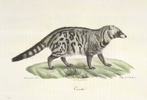 Cyvet, z Historii Naturalnej Ssaków (kolor lito) autorstwa French School