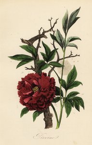 Piwonia pospolita, Paeonia officinalis, z pajęczyną autorstwa French School