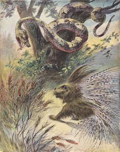 Konfrontacja między wężem a jeżozwierzem (kolorowa litografia) autorstwa French School