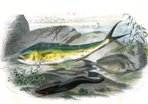 Coryphene Hippurus (dorada koryfenowa, ryba kameleonowa) - En bas: echeneis remora et le nason licornet - Płyta wyekstrahowana z Historii naturalnej autorstwa Bernarda Germaina de Lacepede (1856-1925), wydanie P.Furme, Paryż autorstwa French School