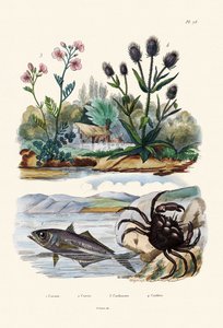 Krab, 1833-39 autorstwa French School