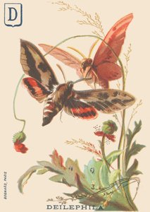 D: Deilephila (Deilephila elpenor lub wielki sfinks z winorośli) autorstwa French School