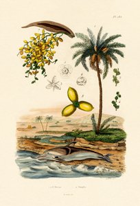 Palma daktylowa, 1833-39 autorstwa French School