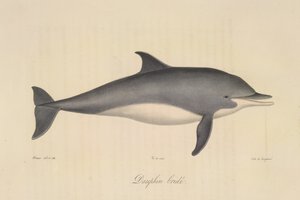 Delfin rogaty, z historii naturalnej ssaków (kolor lito) autorstwa French School