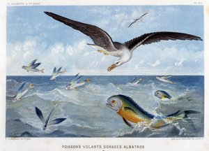 Dorades, Pisces volants, Albatros - w "Le Monde de la Mer" Alfreda Fredola, wyd. Paryż, Hachette. autorstwa French School