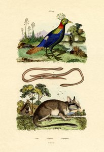 Popielica, 1833-39 autorstwa French School