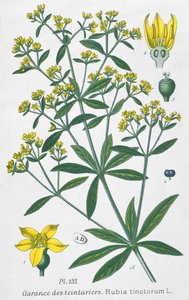Dyers Madder (Rubia Tinctorum) autorstwa French School