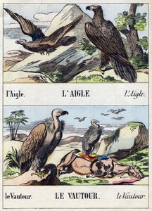 Orzeł i sęp. Grawerowanie w "Buffon Alphabet des Oiseaux n 1". 3. Seria N 1. Obrazowanie Epinal, Epinal, koniec XIX wieku. 16 stron. Wymiary: 28x21 cm autorstwa French School