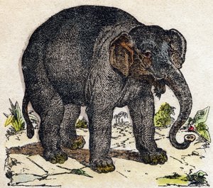 Słoń. Grawerowanie w „Alfabet des animaux sauvages””. 9. seria. Obraz Epinal, Pellerin, drukarz-wydawca, ok. 1870 r. Ryciny na drewnie, szablon. 16 stron. Wymiary: 20 x 15 cm. Prywatna kolekcja autorstwa French School