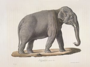Słoń azjatycki, z Natural History of Mammals (kolor lito) autorstwa French School
