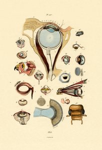 Oczy, 1833-39 autorstwa French School