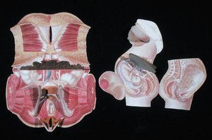 Kobieca figura anatomiczna z „La Generation Humane” G.J. Witkowskiego autorstwa French School