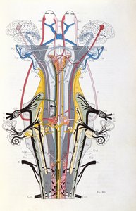 Figa. 212 z Semiology of Affections of the Nervous System J. Dejerine, 1914 autorstwa French School