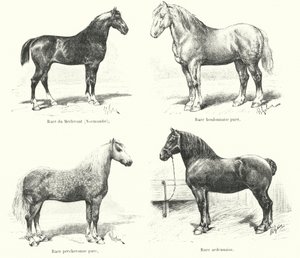 Cztery francuskie rasy koni: Merlerault, Boulonnaise, Percheronne, Ardennaise (rycina) autorstwa French School