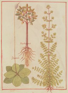 Fr 12322 f.180v Babka, majeranek i mandragora, z Livre des Simples Medecines, c.1520-30 autorstwa French School