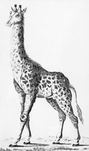 Żyrafa przywieziona przez pana Levaillanta podczas podróży po Afryce, ilustracja z Observations sur la Physique, sur lHistoire Naturelle et sur les Arts, przedstawia Mgr. Hrabia Artois, grudzień 1789 autorstwa French School